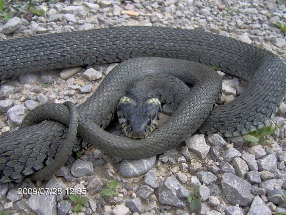 užovka obyčajna natrix natrix