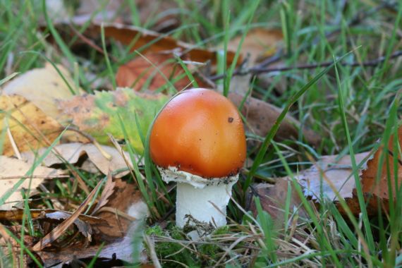 muchotrávka červená Amanita muscaria (L.) Lam.