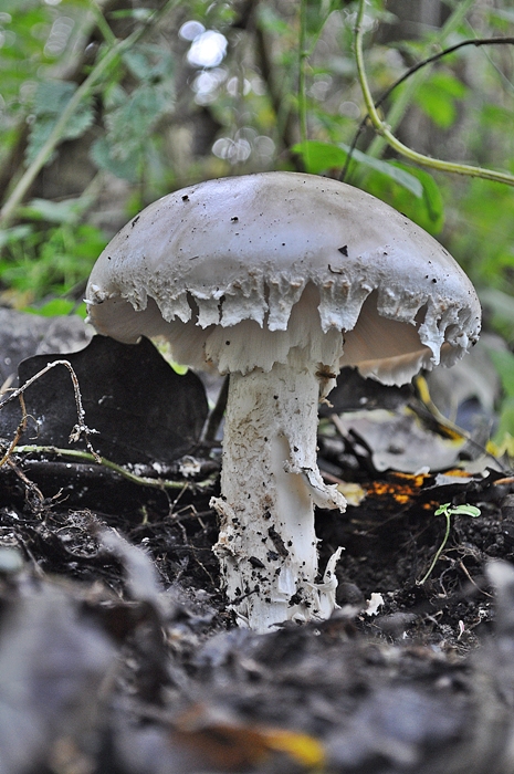 muchotrávka porfýrovosivá Amanita porphyria Alb. & Schwein.