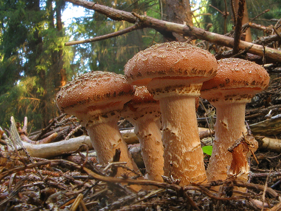 podpňovka tmavá Armillaria ostoyae (Romagn.) Herink