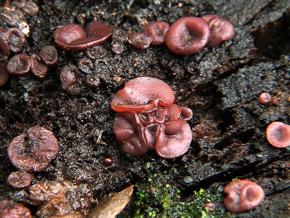 vrtidlovka Ascocoryne sp.