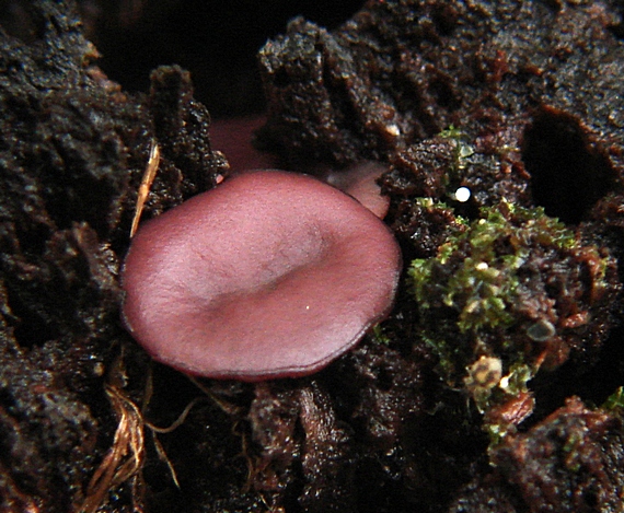 vrtidlovka Ascocoryne sp.