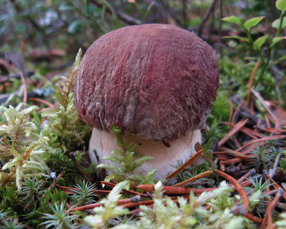 hríb sosnový Boletus pinophilus Pil. et Dermek in Pil.