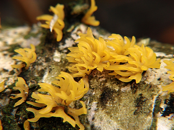 parôžkovec malý Calocera cornea (Fr.) Loud.