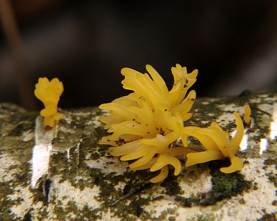 parôžkovec malý Calocera cornea (Fr.) Loud.