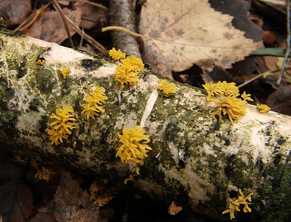 parôžkovec malý Calocera cornea (Fr.) Loud.