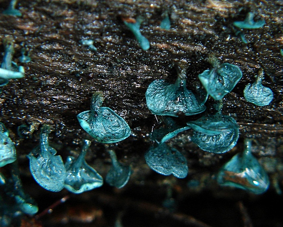 zelenica obyčajná Chlorociboria aeruginosa (Oeder) Seaver ex C.S. Ramamurthi, Korf & L.R. Batra