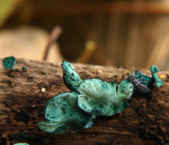 zelenica Chlorociboria sp.