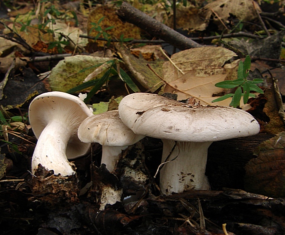 strmuľka inovaťová Clitocybe nebularis (Batsch) P. Kumm.