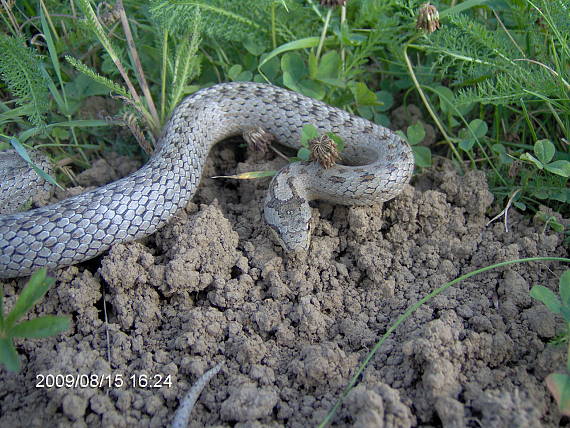 užovka hladka Coronella austriaca