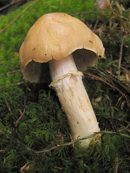 pavučinovec inovaťový Cortinarius caperatus (Pers.) Fr.