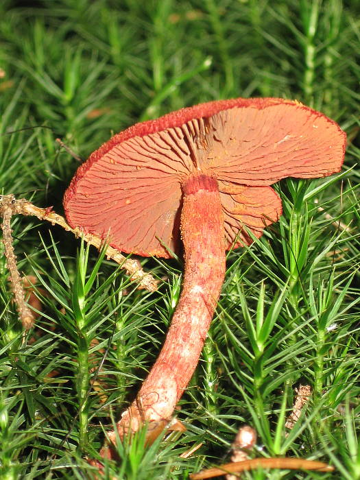 pavučinovec krvavý Cortinarius purpureus (Bull.) Bidaud, Moënne-Locc. & Reumaux