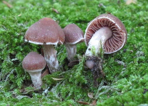 pavučinovec Cortinarius sp.