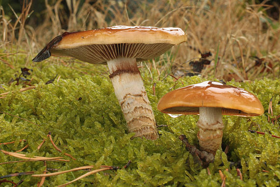 pavučinovec mazľavý Cortinarius trivialis J.E. Lange