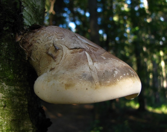 brezovník obyčajný Fomitopsis betulina (Bull.) B.K. Cui, M.L. Han & Y.C. Dai