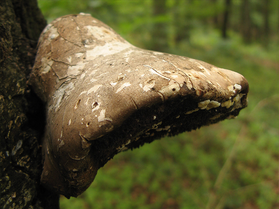 brezovník obyčajný Fomitopsis betulina (Bull.) B.K. Cui, M.L. Han & Y.C. Dai