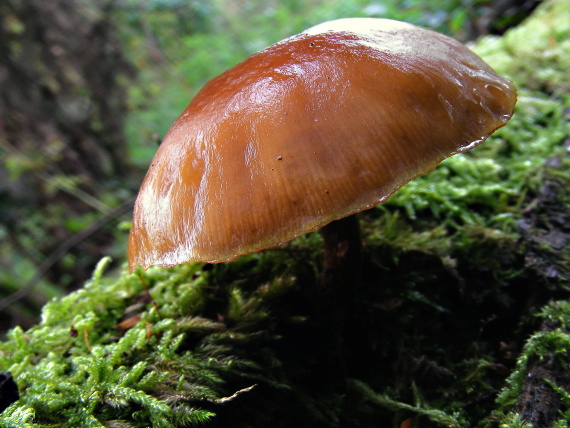 kapucňovka okrovohnedastá Galerina marginata (Batsch) Kühner