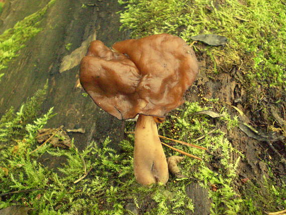 ušiak mitrovitý Gyromitra infula (Schaeff.) Quél.