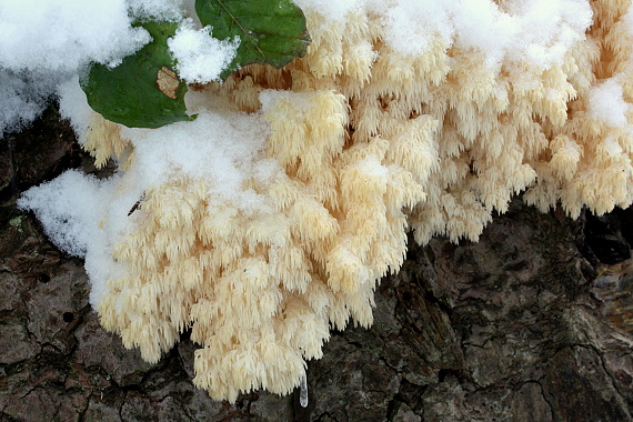 koralovec bukový Hericium coralloides (Scop.) Pers.