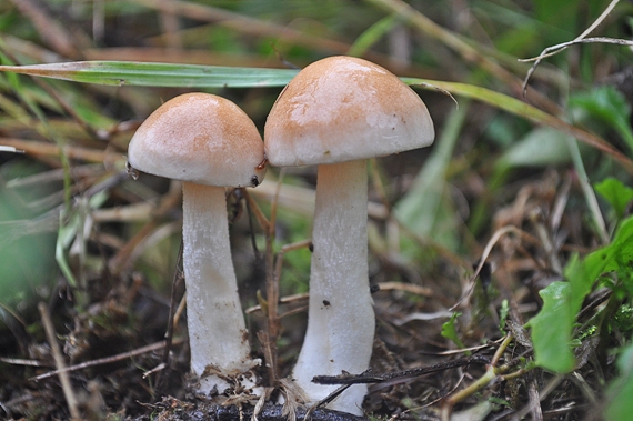 strapcovka Hypholoma sp.