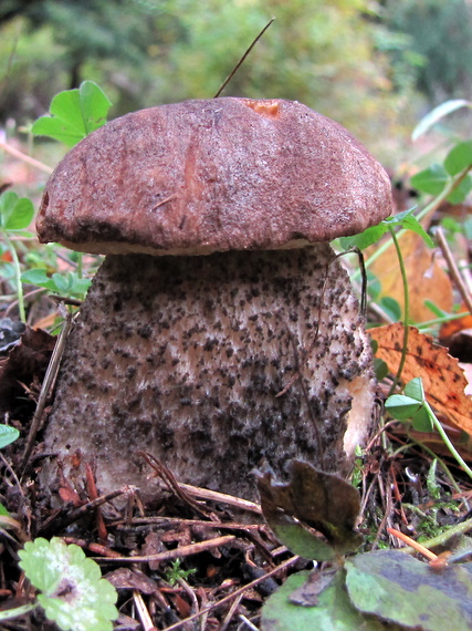 kozák brezový? Leccinum scabrum? (Bull. ex Fr.) S. F. Gray