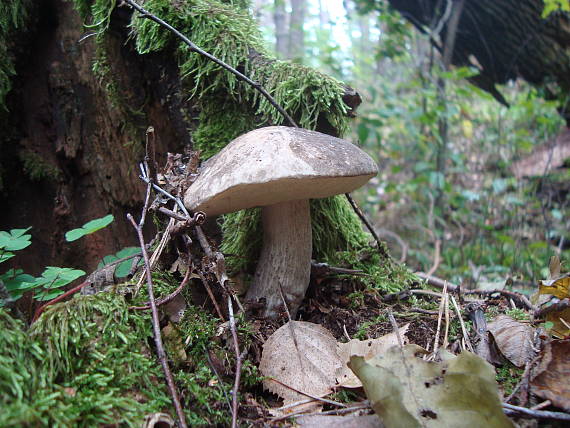 kozák rozličnofarebný Leccinum variicolor Watling