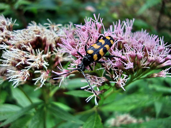 fuzáč štvorpruhový Leptura quadrifasciata