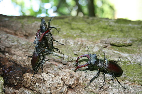 roháč obyčajný Lucanus cervus L.