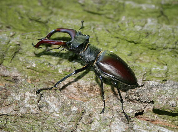 roháč obyčajný Lucanus cervus