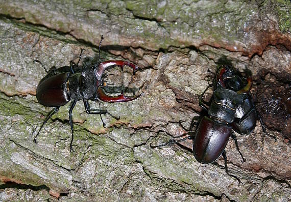 roháč obyčajný Lucanus servus L.