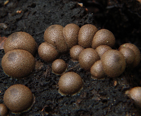 vlčinka červená Lycogala epidendrum (J.C. Buxb. ex L.) Fr.