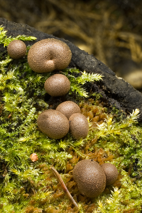 vlčinka červená Lycogala epidendrum (J.C. Buxb. ex L.) Fr.