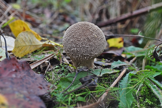 prášnica bradavičnatá Lycoperdon perlatum Pers.