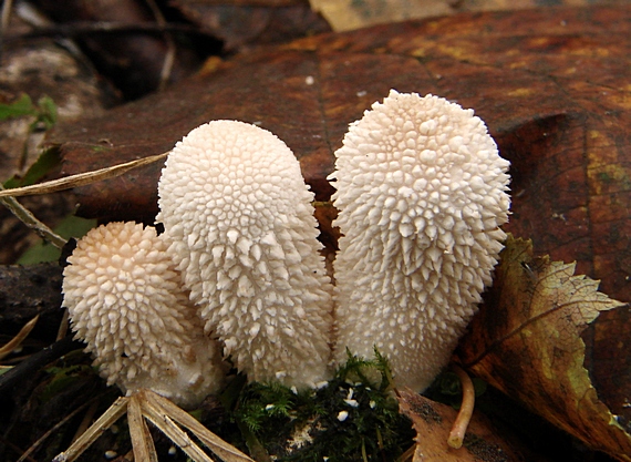 prášnica Lycoperdon sp.