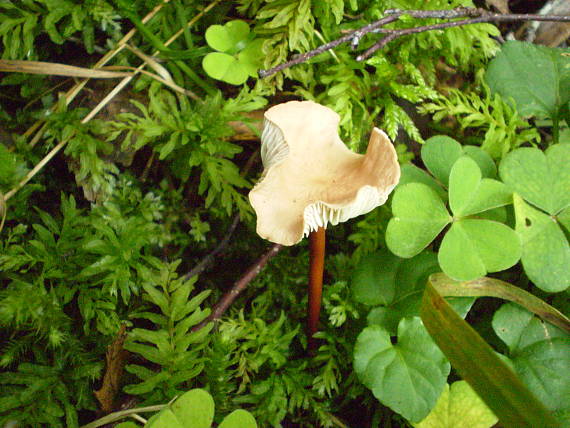 tanečnica orešcová ? Marasmius scorodonius?