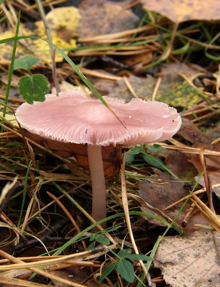 prilbička ružovkastá Mycena rosea Gramberg