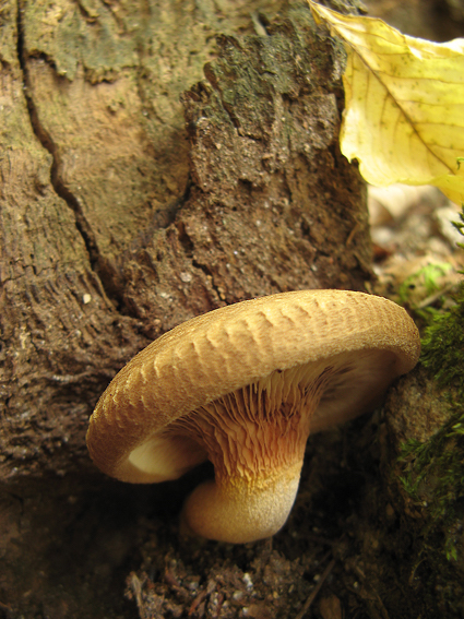 čechračka podvinutá Paxillus involutus (Batsch) Fr.