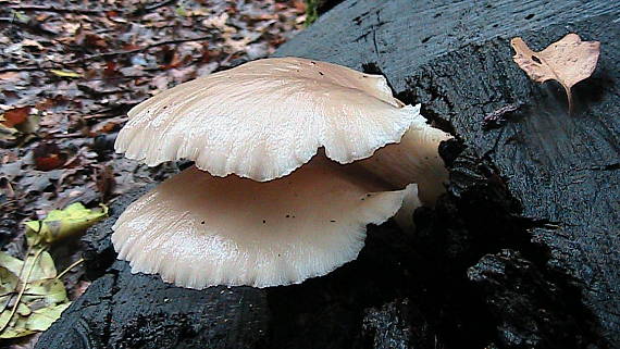 hliva Pleurotus sp.