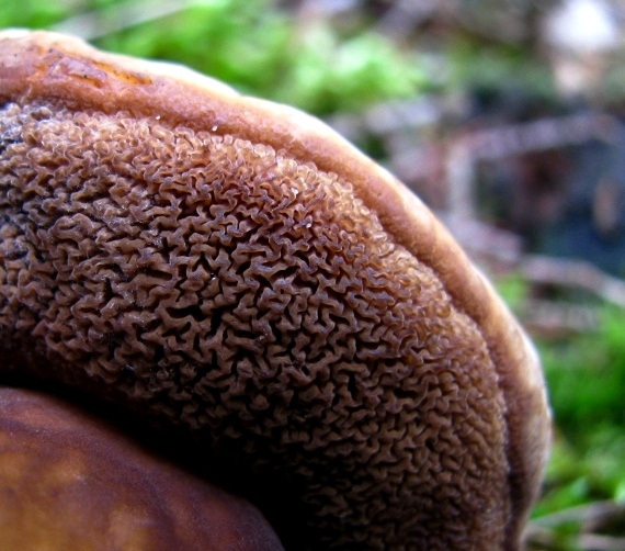 tmavohríb obyčajný Porphyrellus porphyrosporus (Fr. & Hök) E.-J. Gilbert