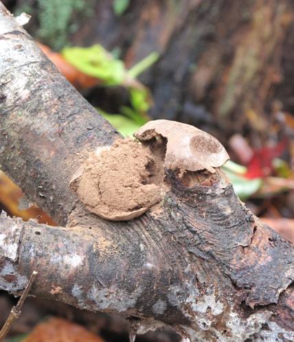 sieťnatka obyčajná Reticularia lycoperdon Bull.