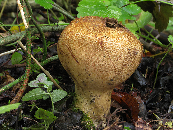 pestrec bradavičnatý Scleroderma verrucosum (Bull.) Pers.