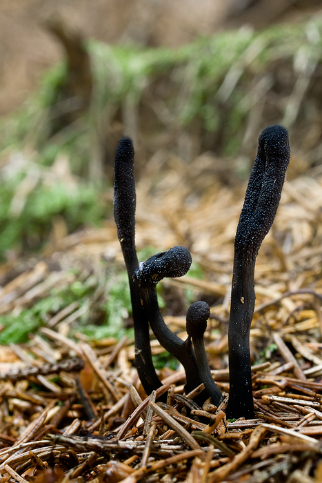 žezlovka srnková Tolypocladium ophioglossoides (J.F. Gmel.) Quandt, Kepler & Spatafora