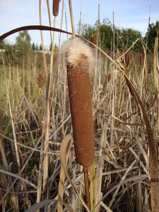 pálka širokolistá Typha latifolia L.