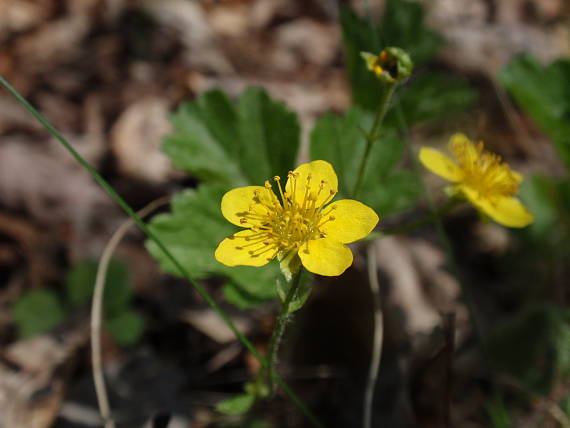 valdštajnka trojpočetná magicova Waldsteinia ternata subsp. magicii Májovský