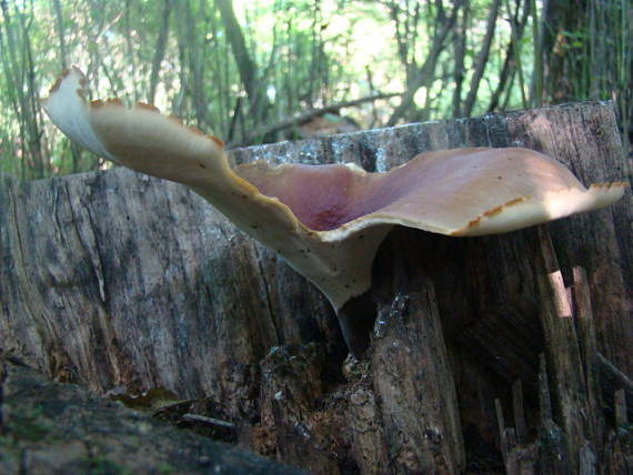 Úlovok royoporus badius (Pers.) A.B. De