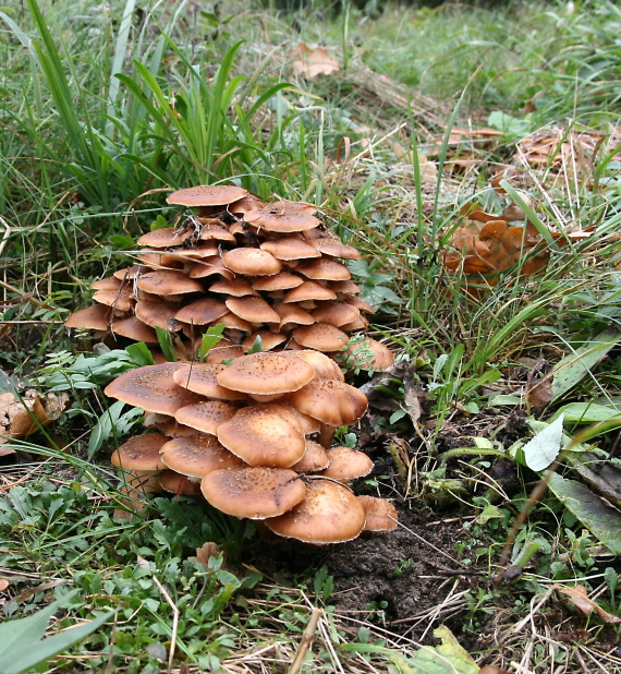 podpňovka tmavá Armillaria ostoyae (Romagn.) Herink