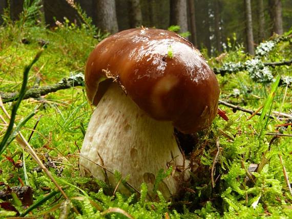 hřib smrkový - Hríb smrekový Boletus edulis Bull.