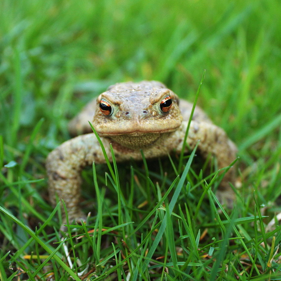 ropucha obyčajná Bufo bufo