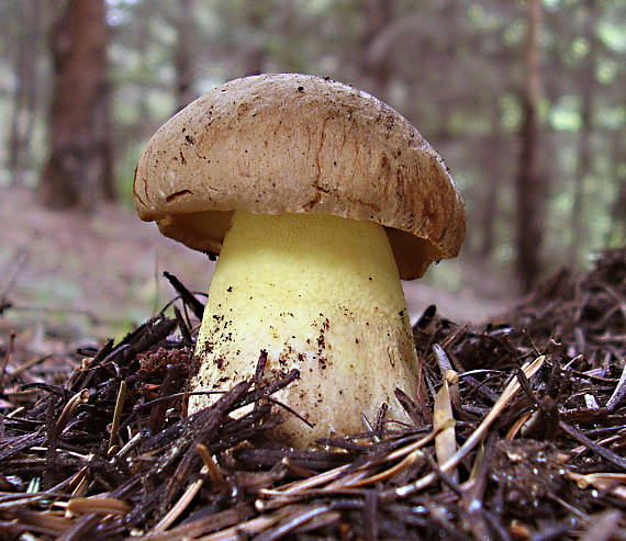 hríb horský  Butyriboletus subappendiculatus (Dermek, Lazebn. & J. Veselský) D. Arora & J.L. Frank