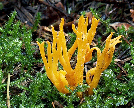 parôžkovec lepkavý Calocera viscosa (Pers.) Fr.